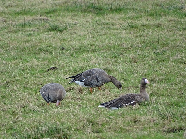 聯賽的全球 聯賽的全球
